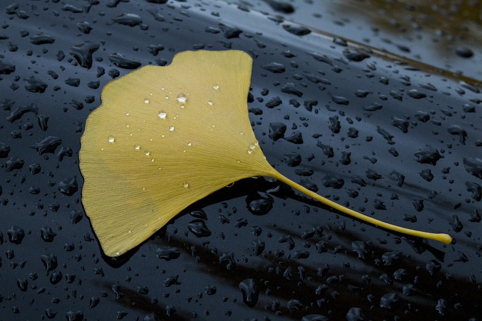 Kdy užívat ginkgo bilobu