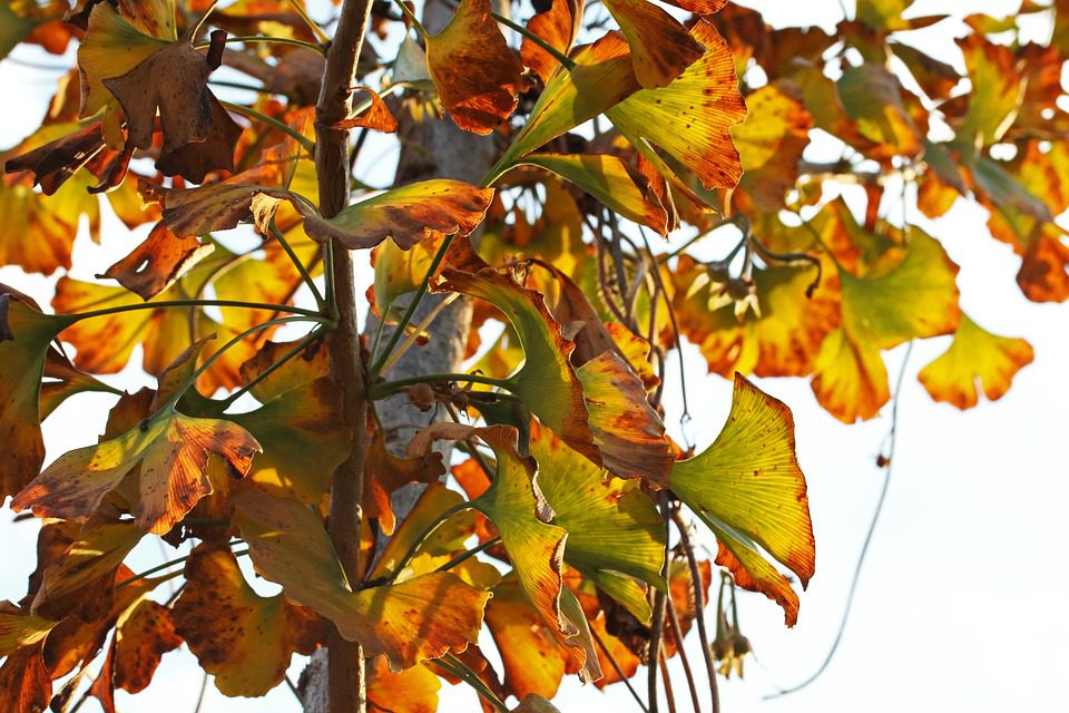 Ginkgo Biloba a jeho účinky na zdraví mozku