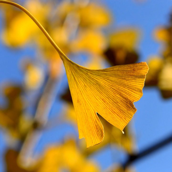 Ginkgo Biloba: Proč ho brát a jak působí