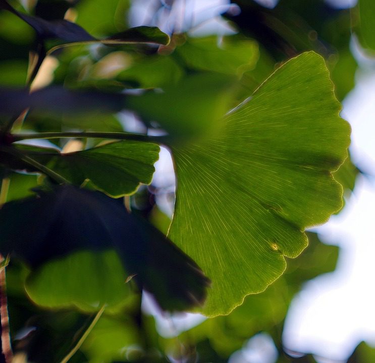 Co umí ginkgo biloba