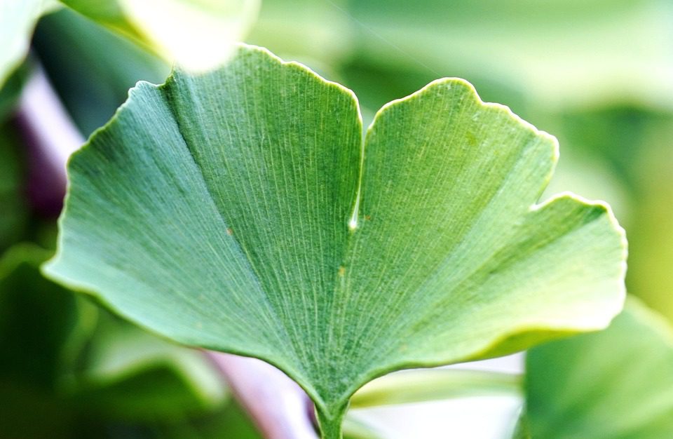 Ginkgo biloba - léčivý strom z Asie