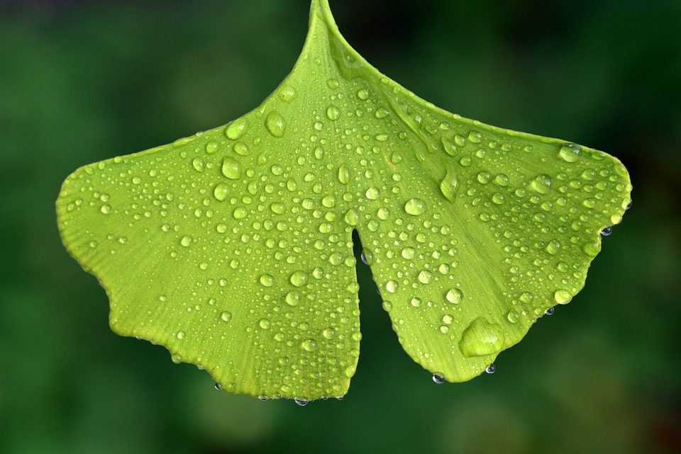 Prospěšnost ginkgo biloby pro lidské zdraví