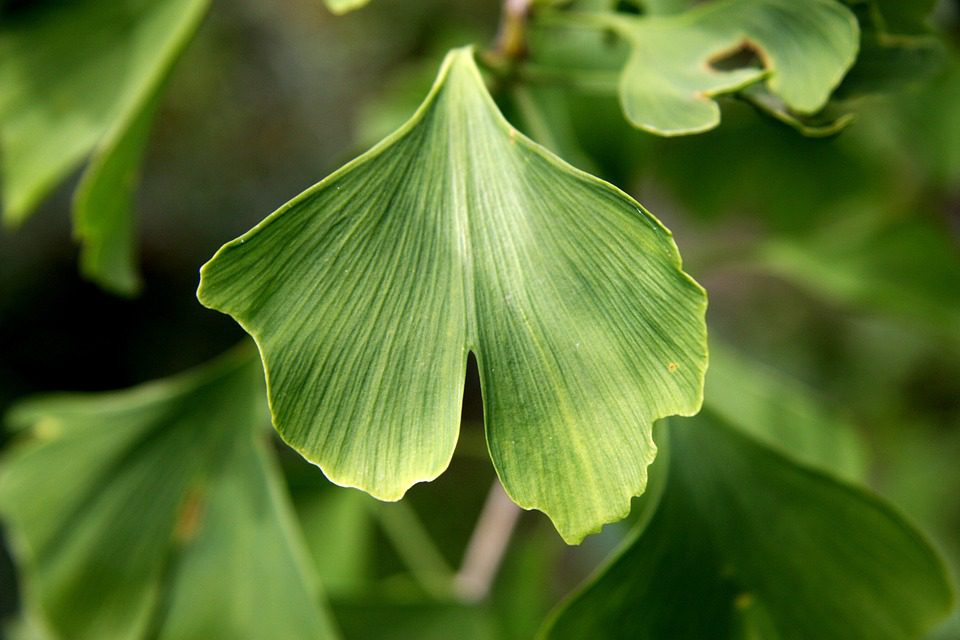 Ginkgo biloba jako ředidlo krve