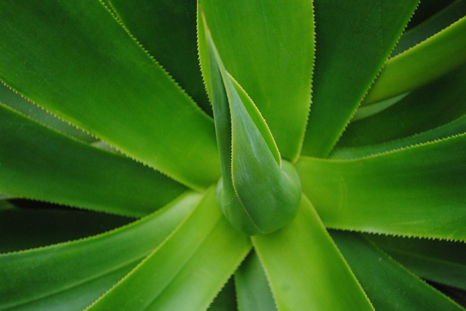 Aloe vera a růst vlasů - pravda nebo mýtus?