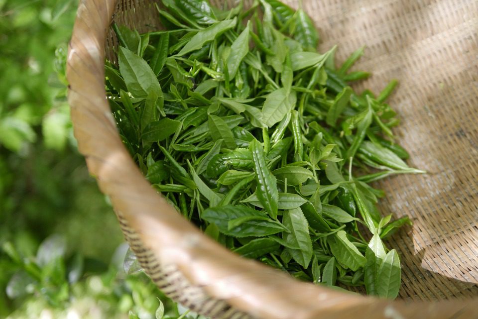 Je zelený čaj stoličko-provokující superpotravinou neznámou široké veřejnosti?