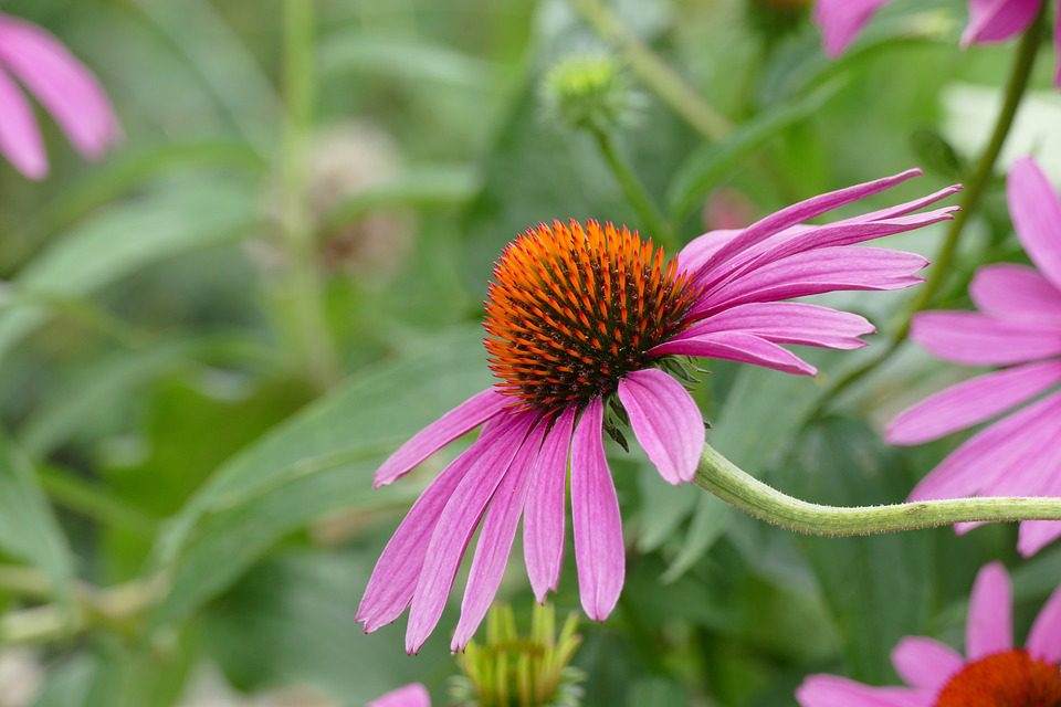 Echinacea - Léčivá bylina pro posílení imunitního systému