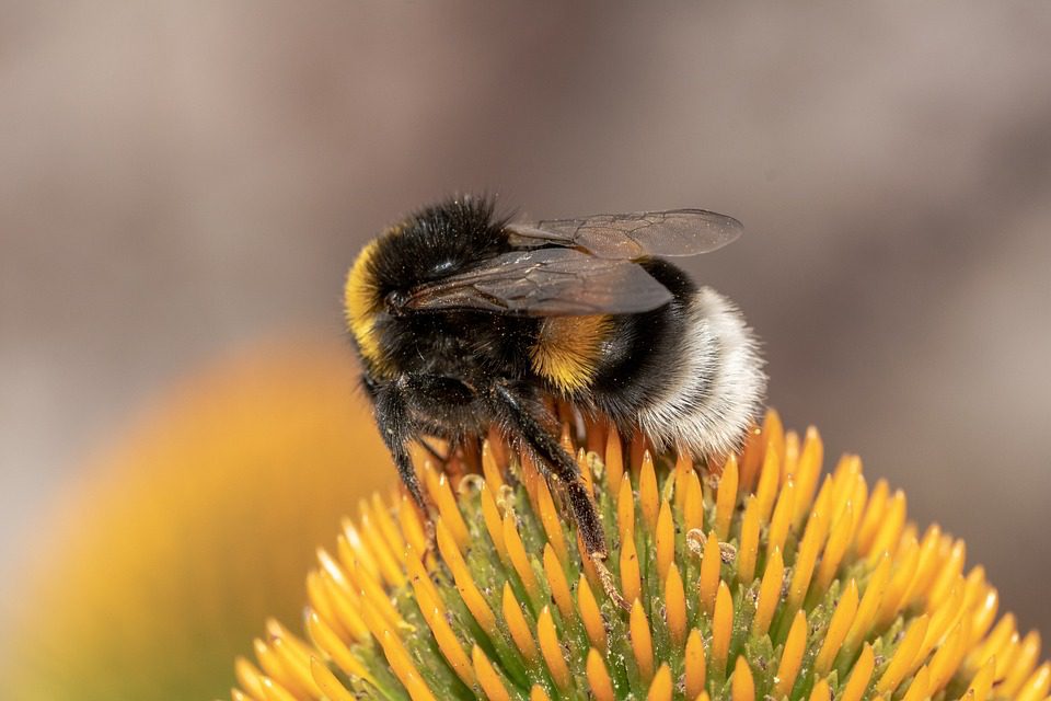 Echinacea – rostlina s léčivými účinky