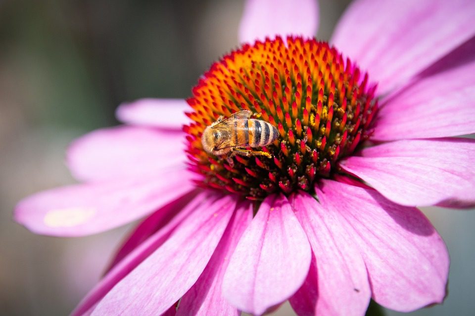 Echinacea - kořen zdraví