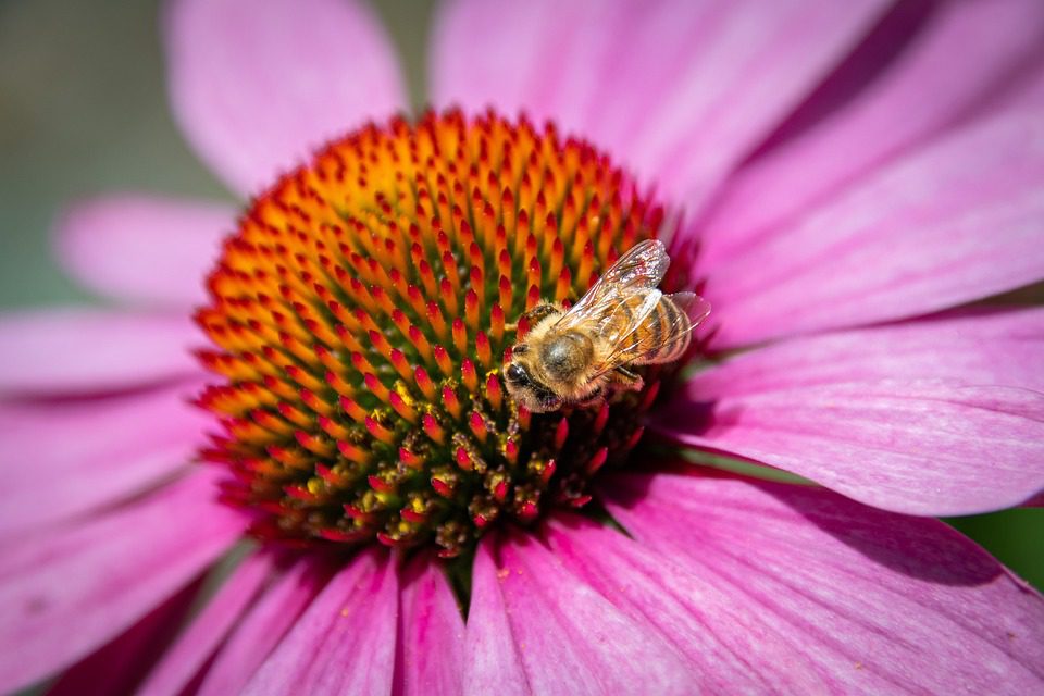 Echinacea: léčba pro nemoci dýchacího ústrojí