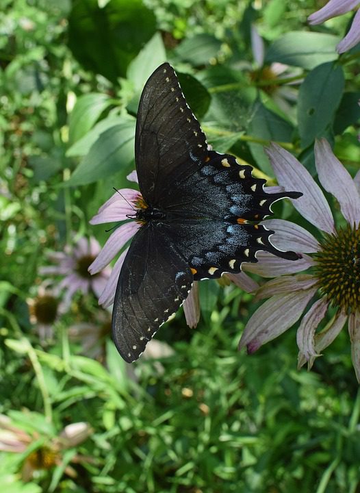 Echinacea: Čarovná rostlina pro posílení imunity