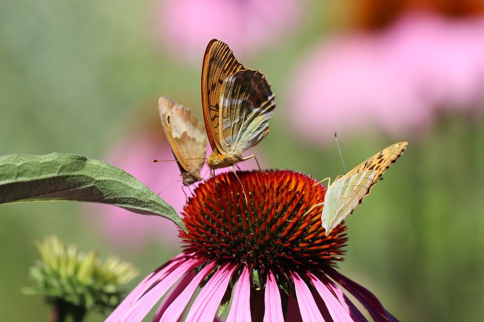 Echinacea: Rostlina