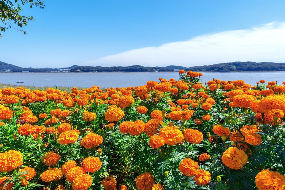 Význam květiny nevěsty – Řeřicha a Rudbeckia hvozdíkovitá