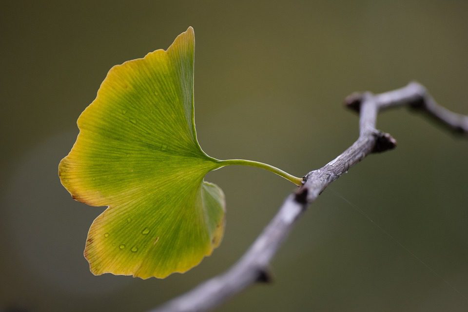 Ginkgo biloba - Dobré pro tělo a mysl?