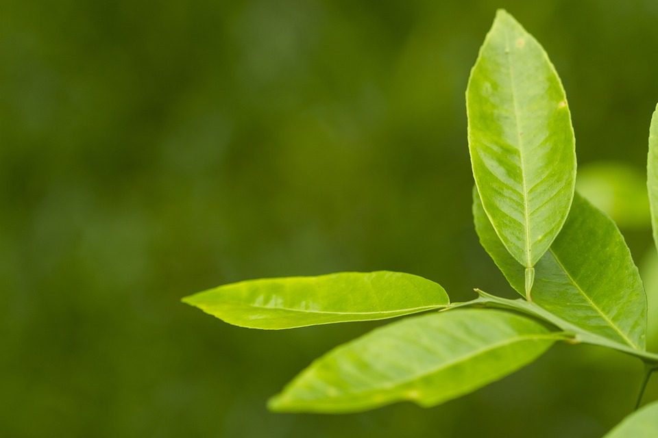 7 tajemství zeleného čaje v jediném shotu! (7 secrets of green tea in one shot!)