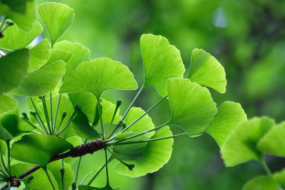 Výhody Ginkgo Biloba