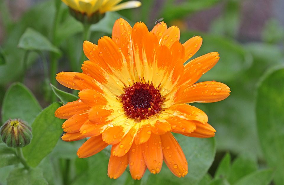 Co žere nežinky (What's Eating Marigolds)