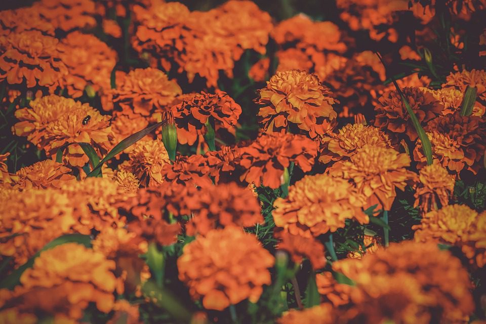 Jak správně vytrhávat zvadlé květy z nechtěných marigoldů