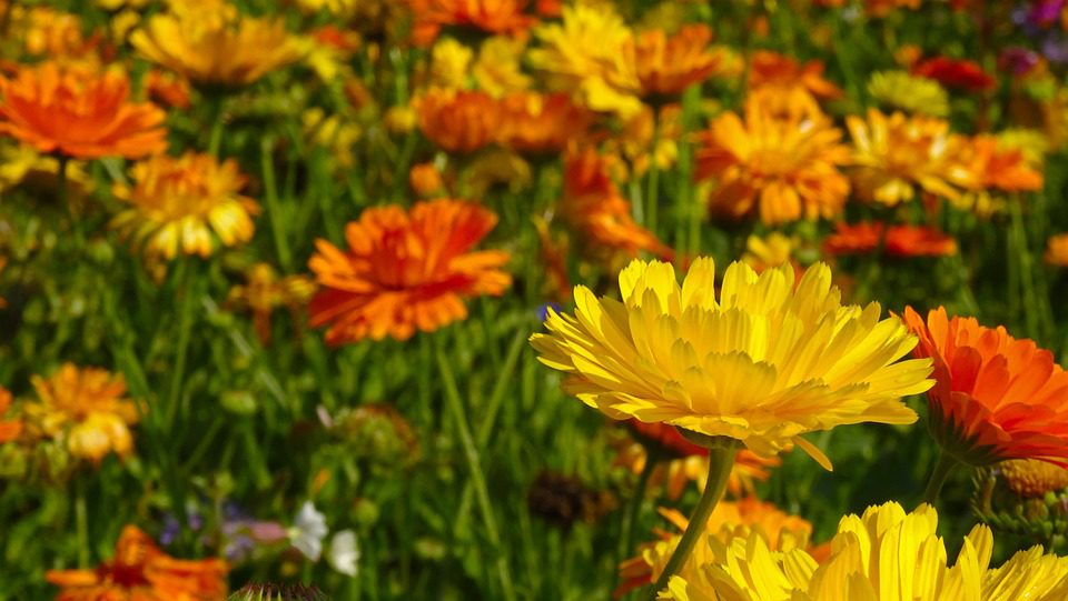 Nádherná slunečnice: Co znamená květ tygrovice