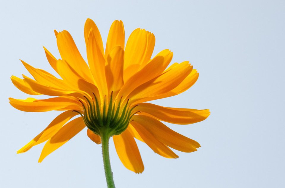 Jak si uskladnit a šetřit semena nechtěnce (How to store and save marigold seeds)