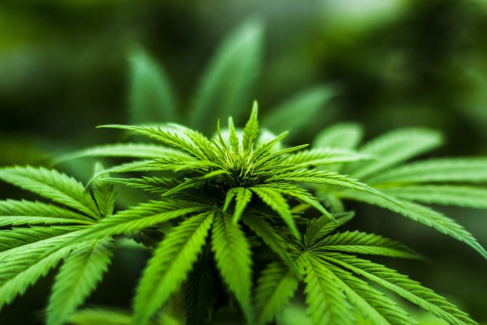 Který stát jako první legalizoval marihuanu?