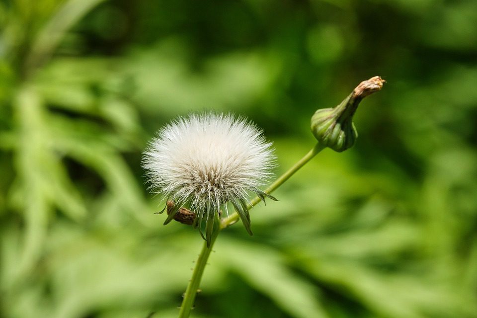 Jak působí bodlák jedlý? (How does milk thistle work?)