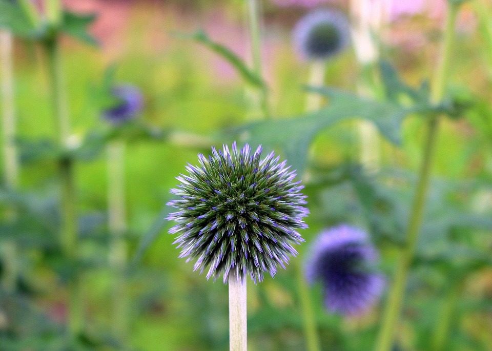 Mléčný bodlák a jeho účinek na hubnutí (Milk thistle and its effect on weight loss)