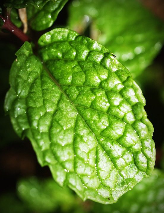 Má medovka pomáhá při spánku? (Does peppermint tea help with sleep?)