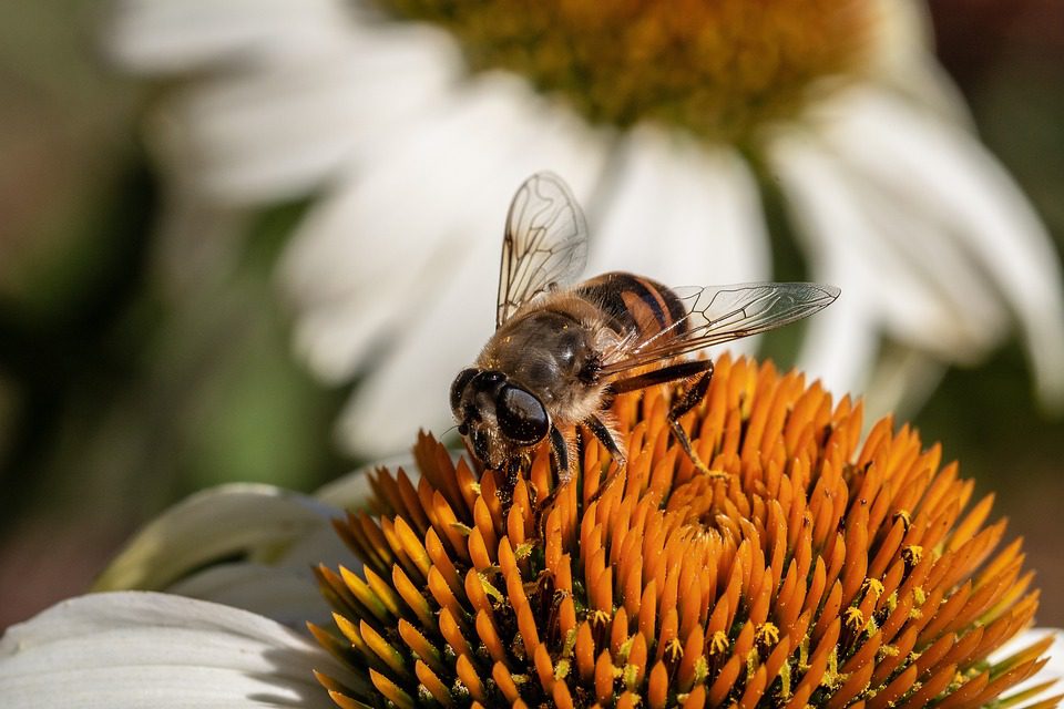 Echinacea - rostlina pro vaše zdraví