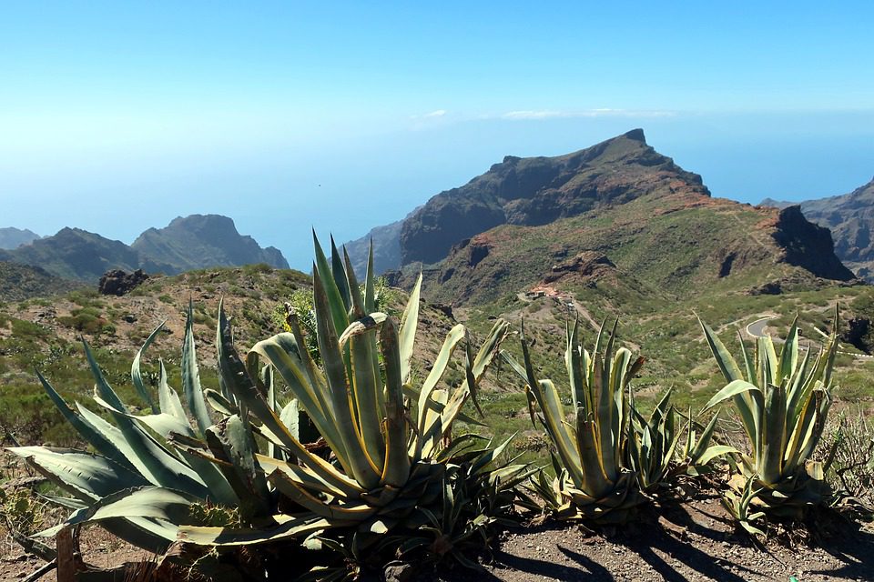 Jak správně řezat rostlinu Aloe vera