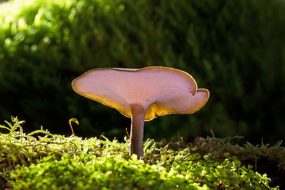 Reishi houby – zázračná léčba pro vaše zdraví