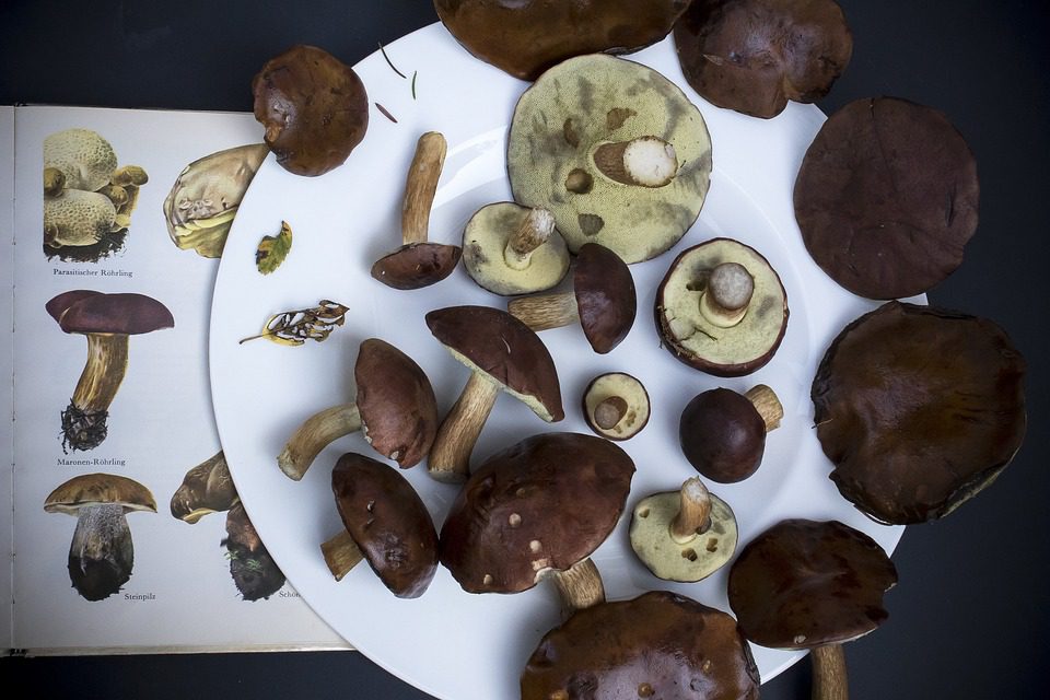 Výhody houby reishi pro zdraví