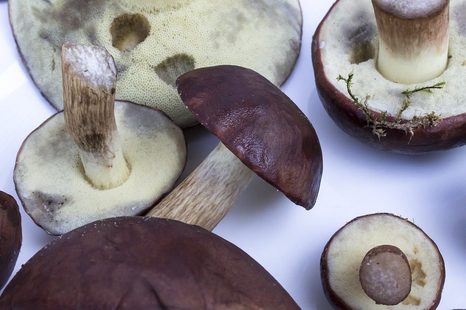 Jak jíst houby reishi správně