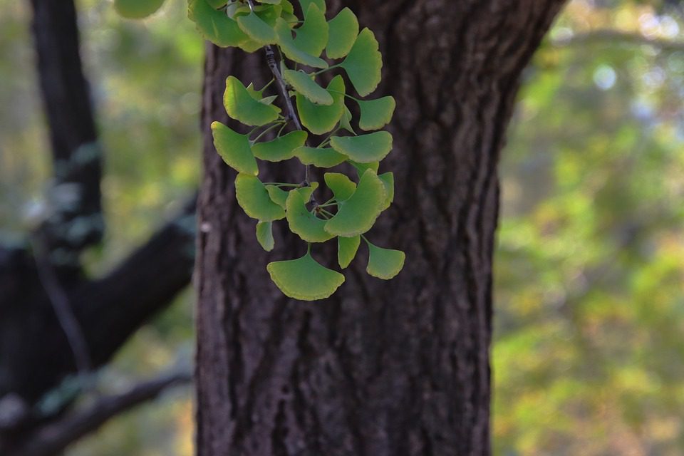 Zvyšuje ginkgo biloba krevní tlak?