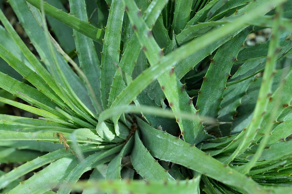 Pomáhá aloe vera gel proti akné?