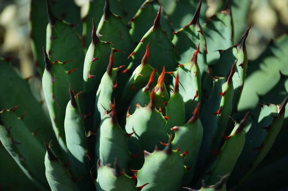 Pomáhá aloe vera s akné?