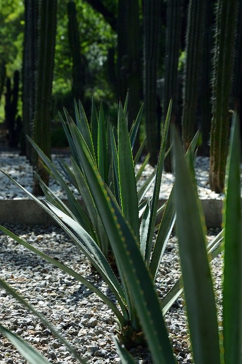 Pomáhá Aloe Vera gel při akné?