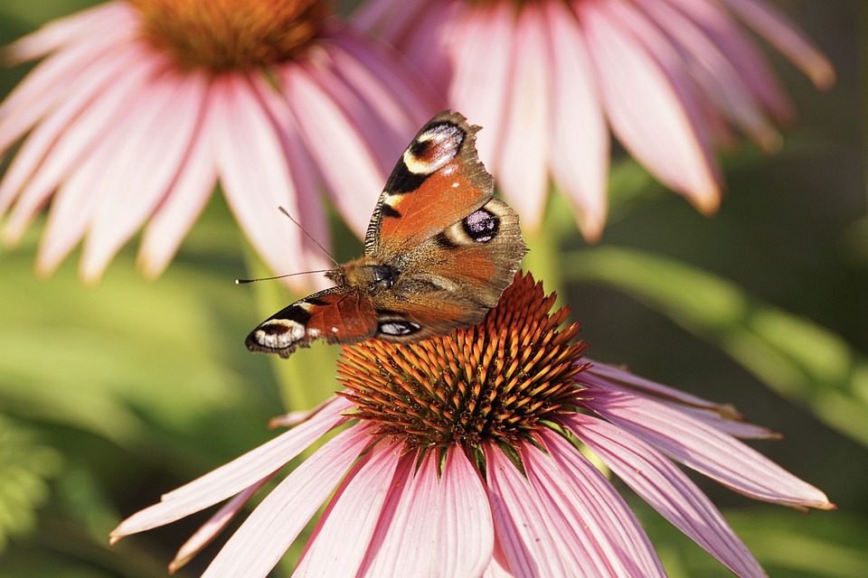 Echinacea - jarní kráska posilující imunitu