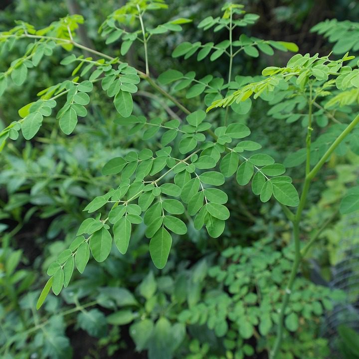 Moringa – zázračná rostlina z Indie