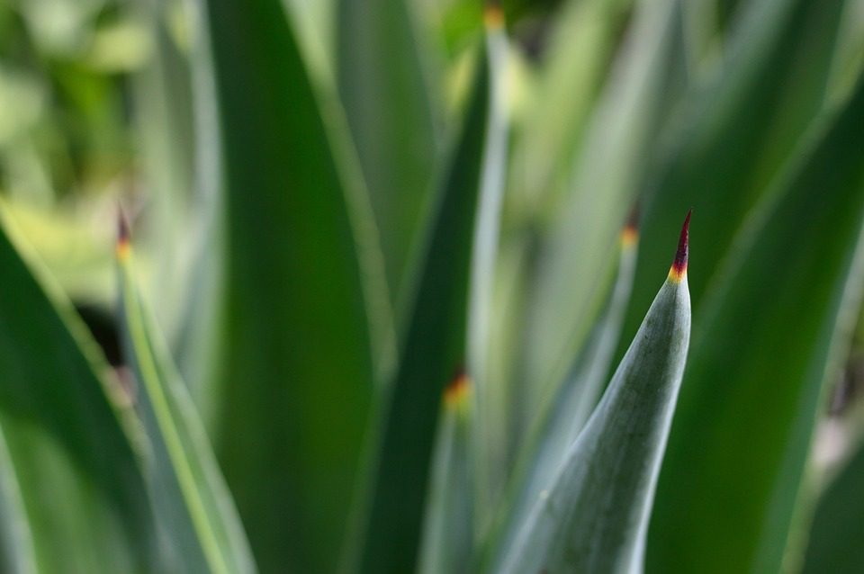 Pomáhá Aloe Vera s tmavými skvrnami na kůži?