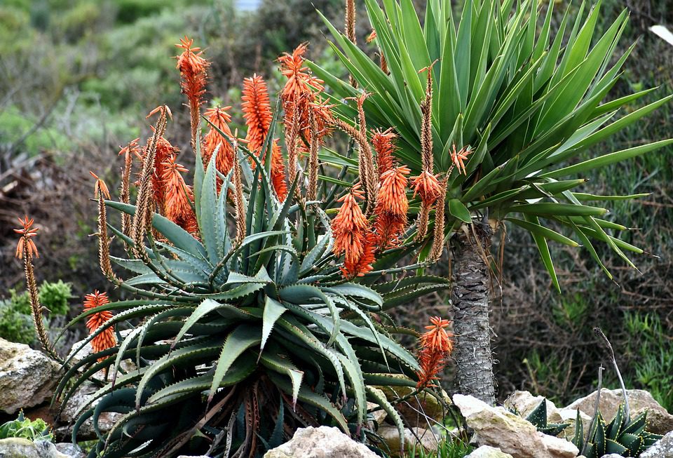 Můžete použít gel z aloe vera uvnitř Vaší vagíny?