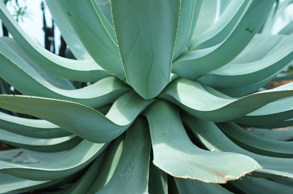 Pomáhá aloe vera při ekzému?