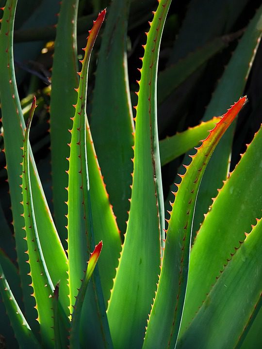 Jak rozmnožit rostlinu Aloe vera