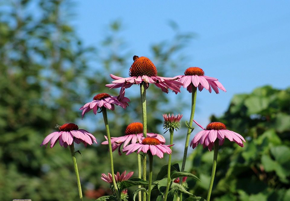 Echinacea – léčivá rostlina přírody