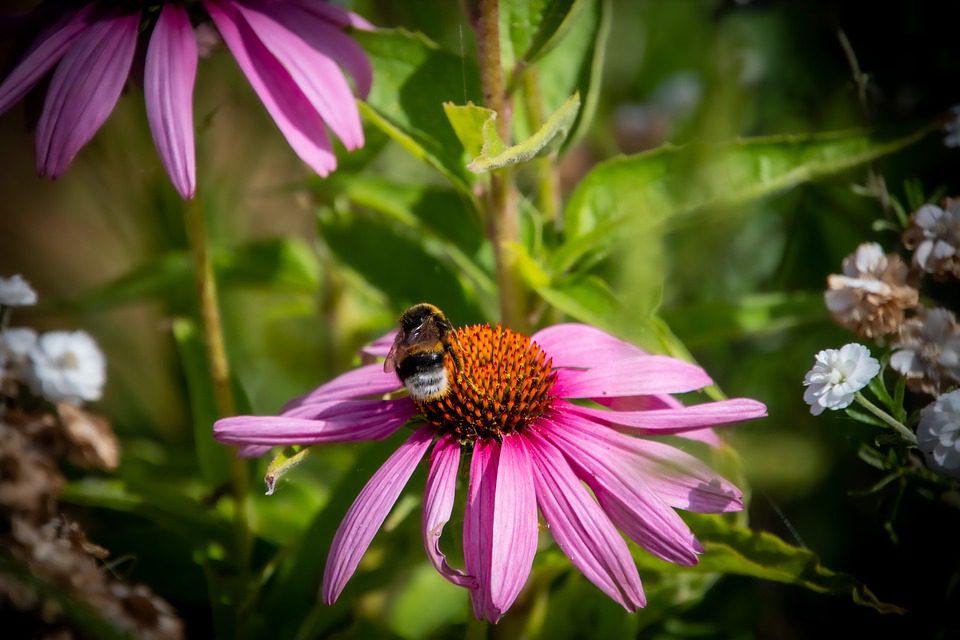 Kdy kvete echinacea?