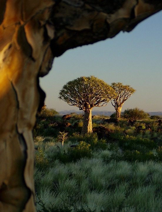 Aloe vera a jeho trvanlivost