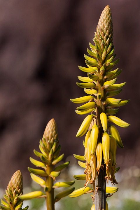 Jak zesvětlit kůži s aloe vera