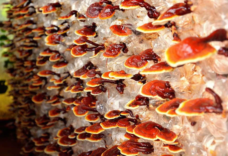 Reishi houby a její účinky na zdraví