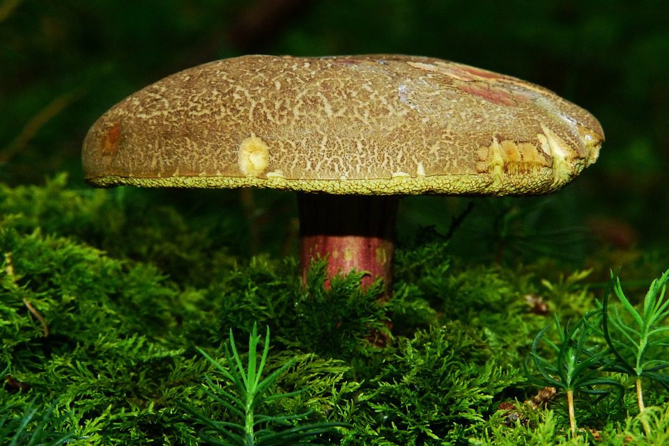 Reishi houby jako psychedelikum: Skryté potenciály