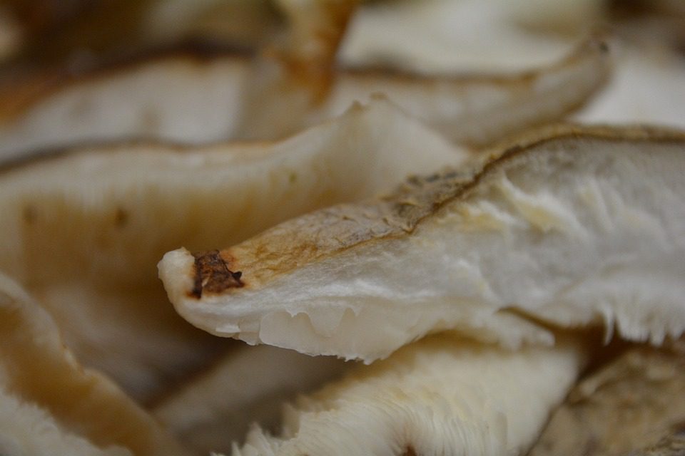 Můžete jíst syrové houby shiitake?
