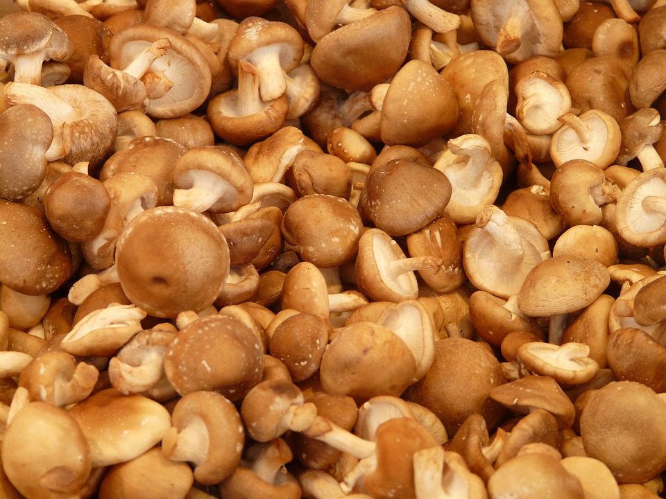 Jak vařit sušené houby shiitake